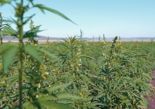 The Botany of Cannabis sativa