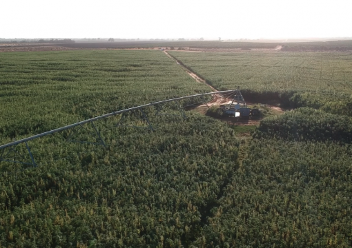 Hemp Comes into its own with Nangiloc Organic Harvest