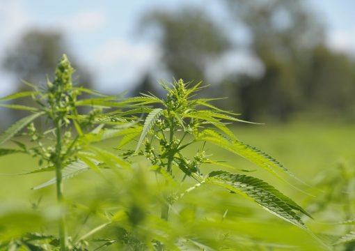 The Biotechnology of Hemp (Cannabis Sativa L.)
