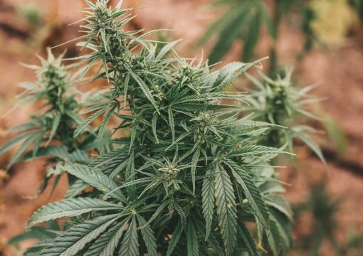 Regulating Food Standards | Cannabinoids in Hemp Seed Extracts