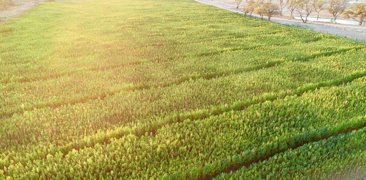 HempFarming_Hempfarmsaustralia_genetics