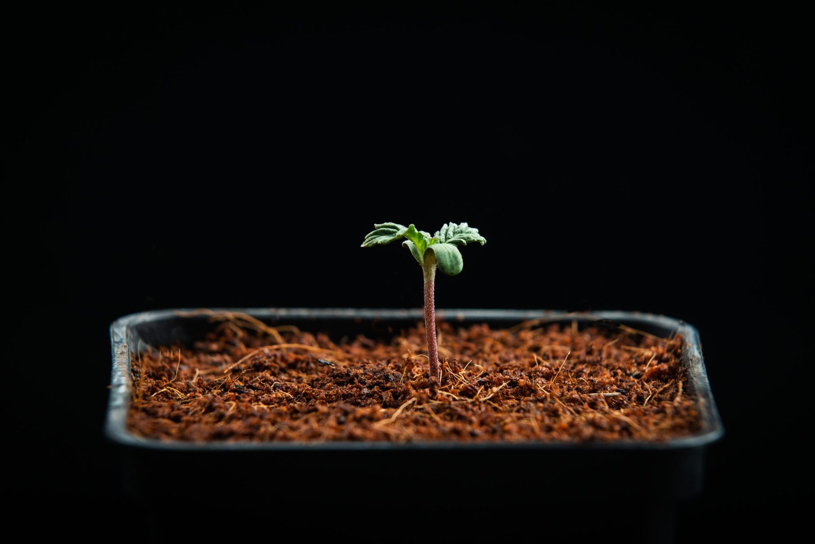 Industrial Hemp Seedling Hemp Farms Australia