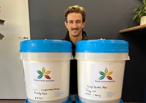 Australian hemp trials will look at potential for 2 varieties as dryland winter crops