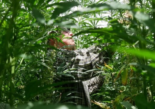 Winter Dryland Hemp